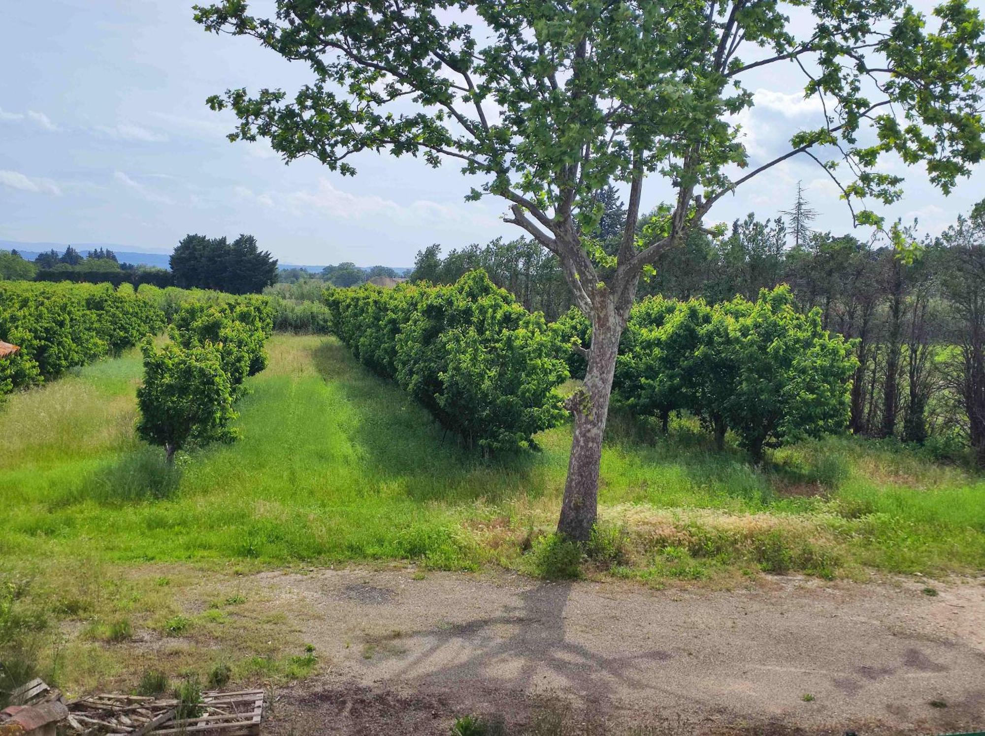 Chambre 3 Personnes Avec Salle De Bain Dans Mas Du Luberon Robion en Luberon Buitenkant foto